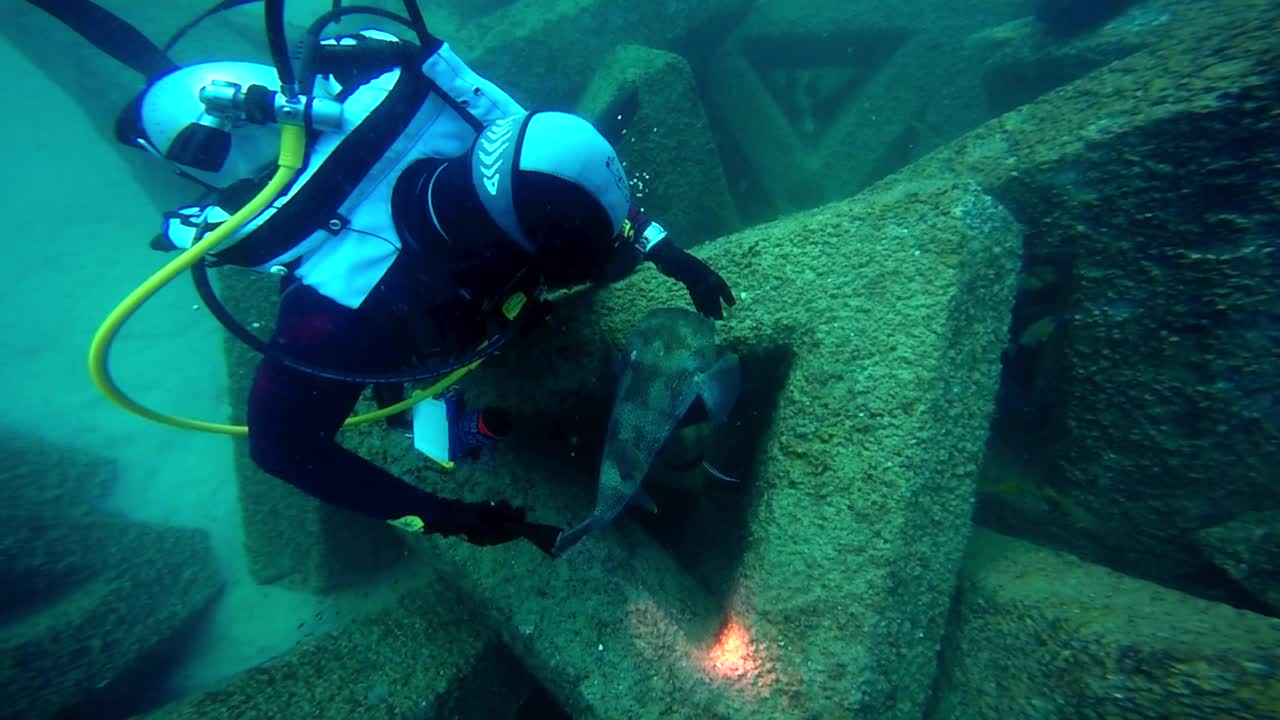 潜水员在热带地区探索水下海洋生物视频素材