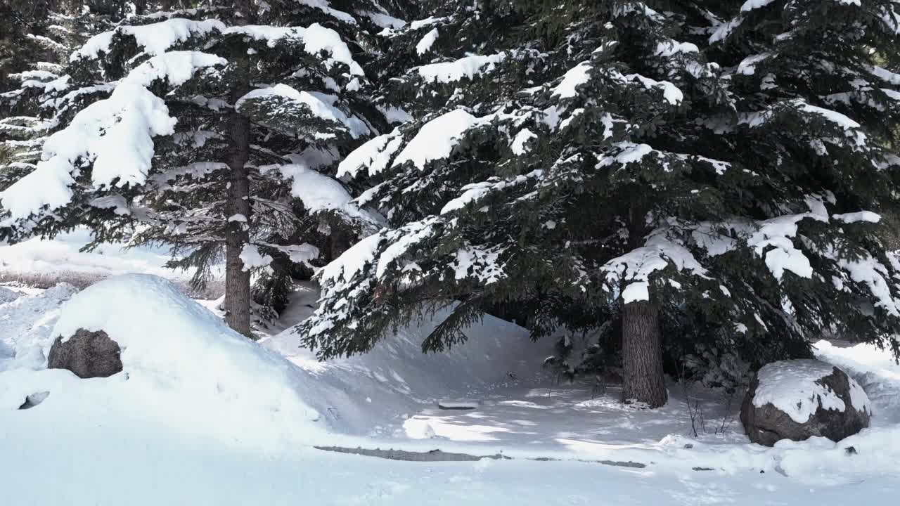 高地上雪林的鸟瞰图视频素材