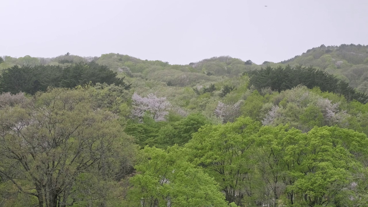 树、森林和自然/韩国江原道高城郡视频素材