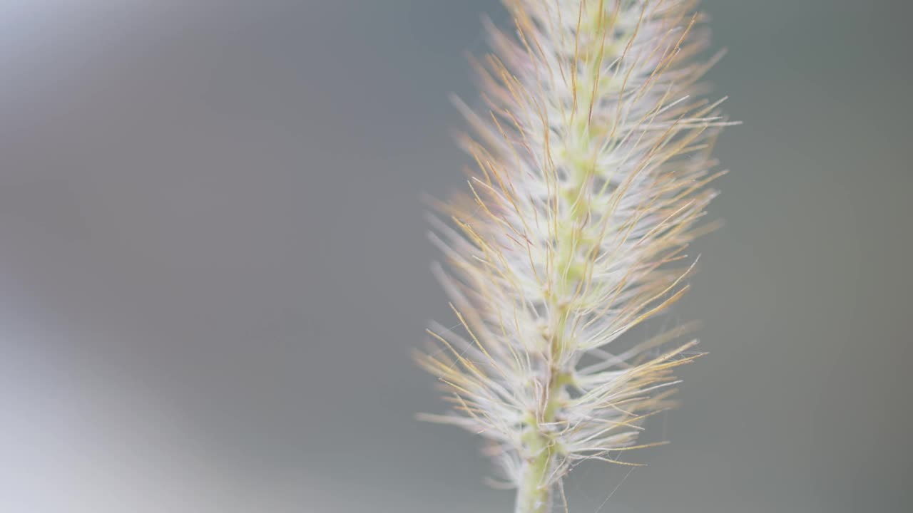 梦幻般的微距镜头，一只绿色的狗尾草(狗尾草)在明亮模糊的背景下随风摇摆视频素材