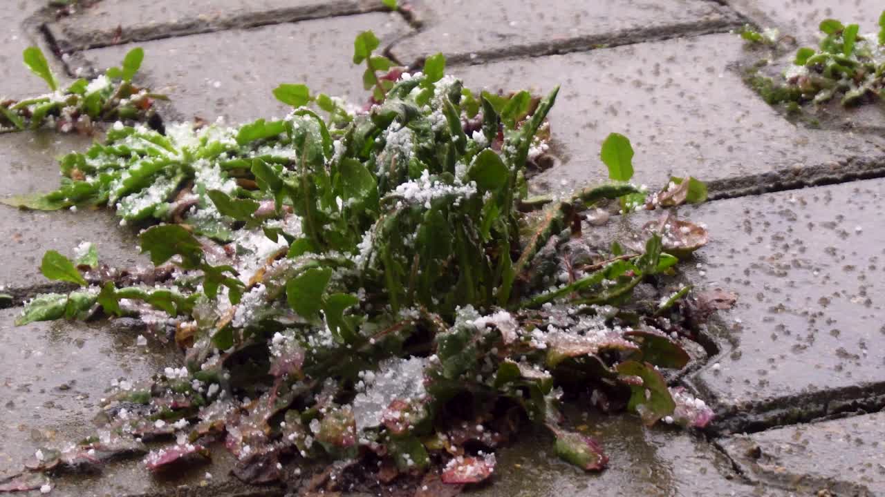 雪花下垂死的草视频下载