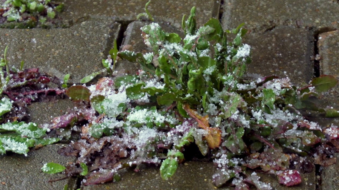 雪花下垂死的草视频下载