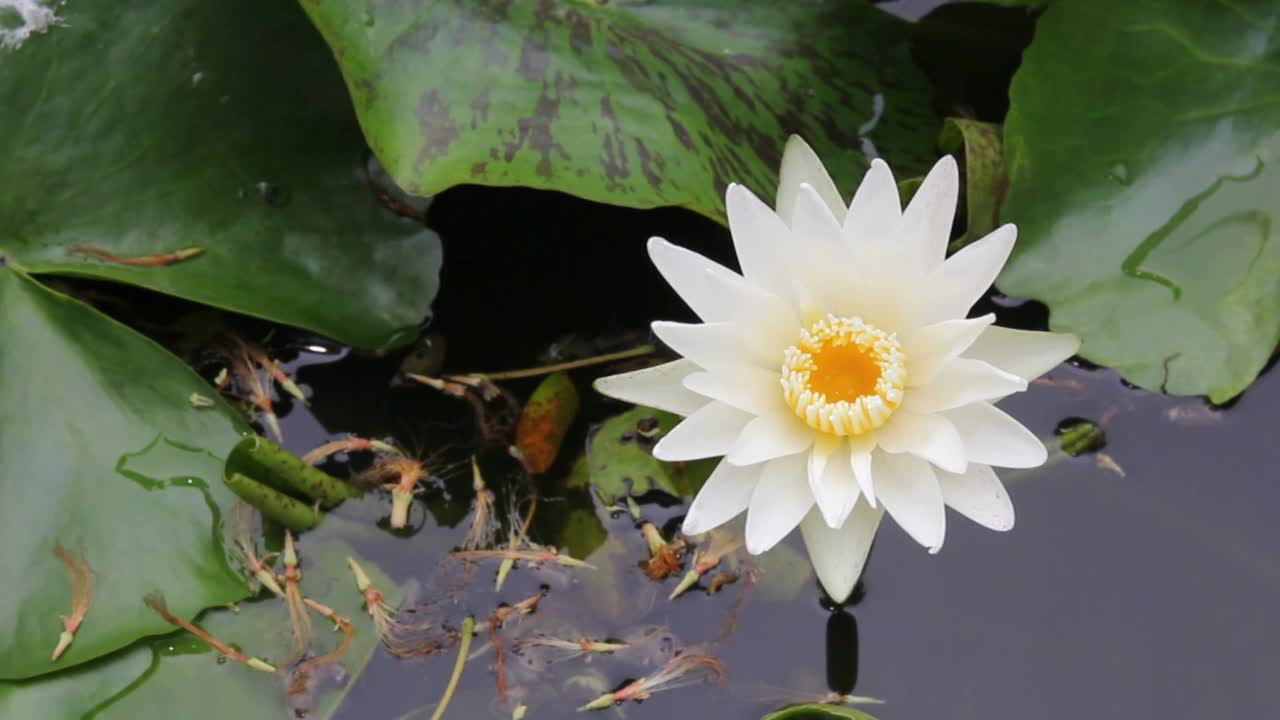 池塘上的睡莲或荷花视频素材