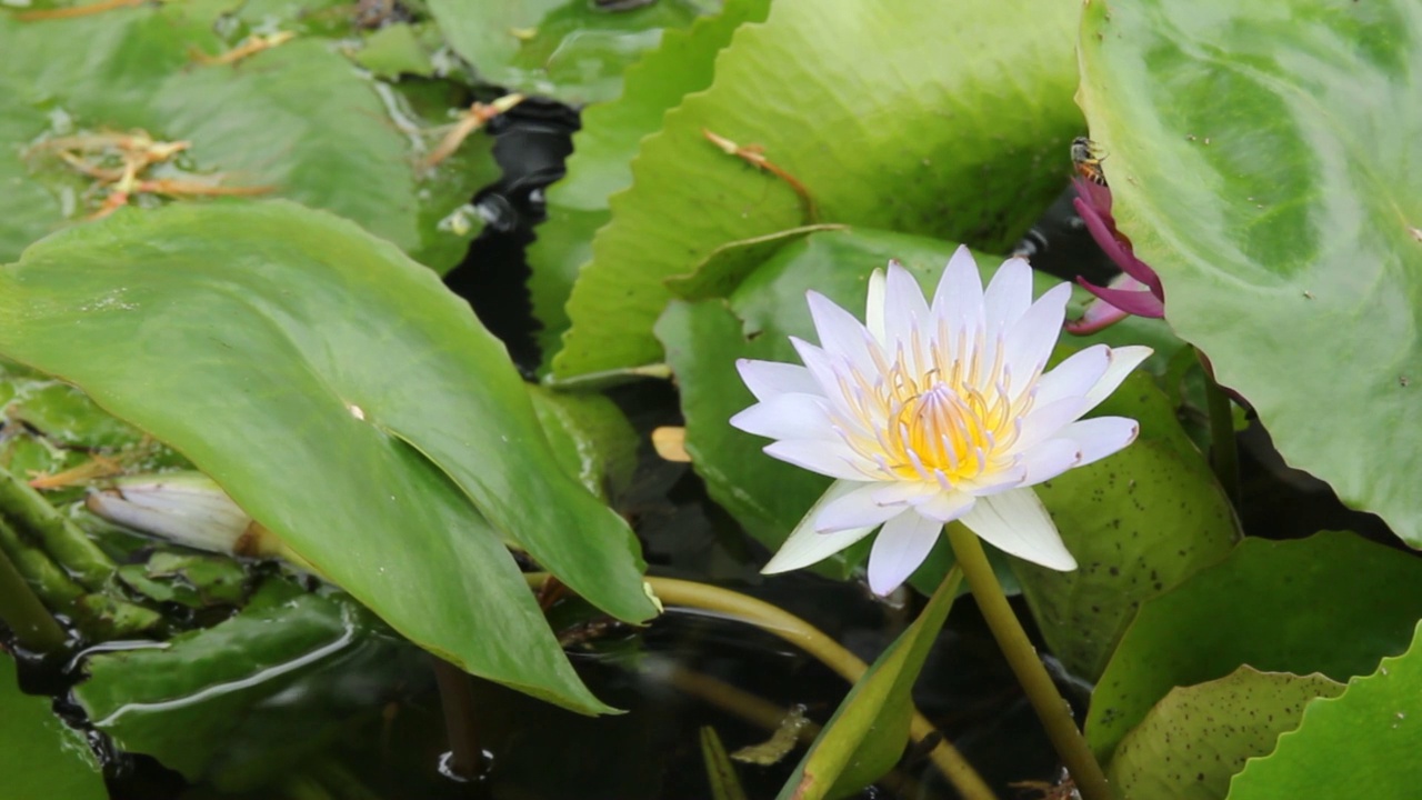 池塘上的睡莲或荷花视频素材