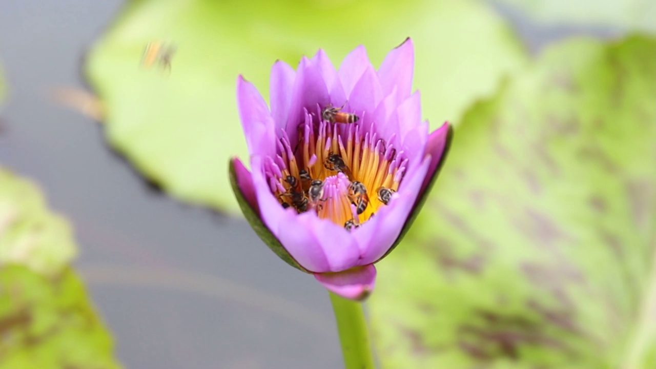 池塘里的紫荷花上有许多蜜蜂，蜜蜂正在吃花蜜花粉视频素材