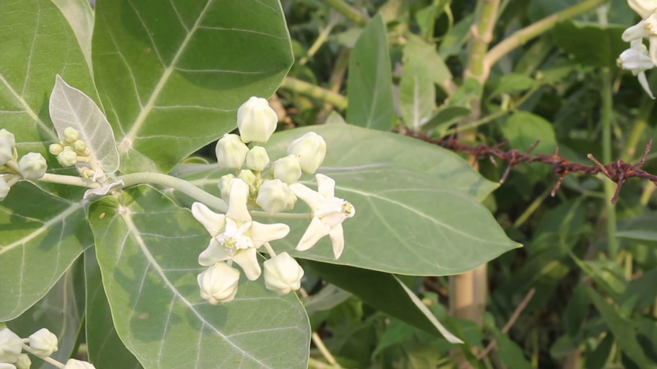 萼花或白色冠花视频素材