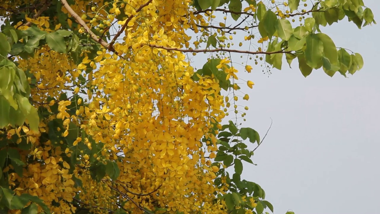 金雨树在风中视频素材