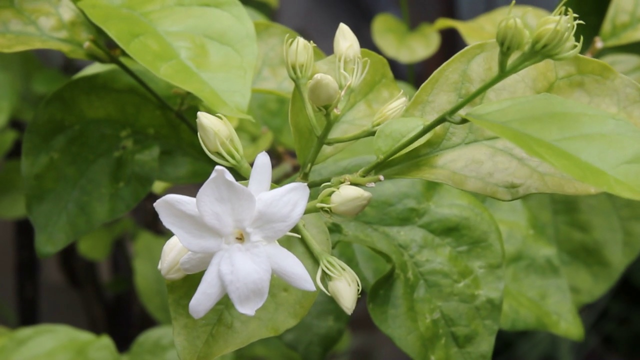 白色的茉莉花在风中摇曳视频素材