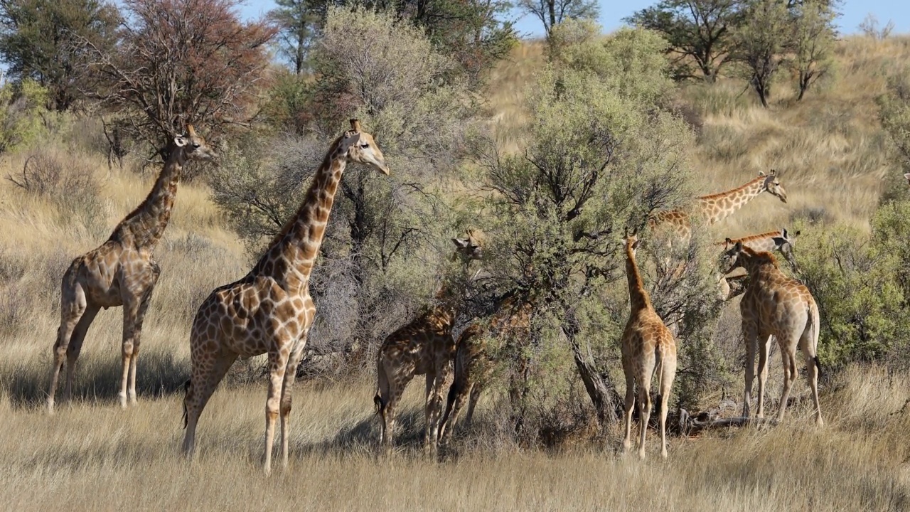 长颈鹿(Giraffa camelopardalis)吃刺树，卡拉哈里沙漠，南非视频素材