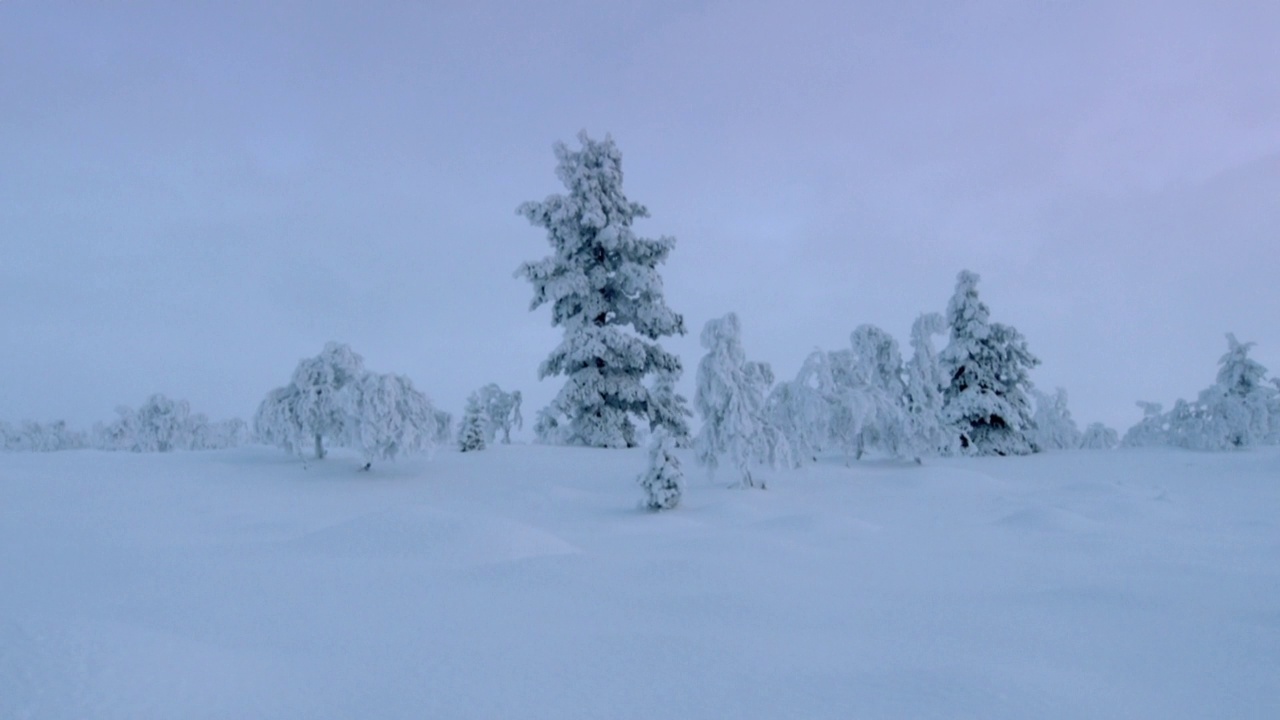 雪橇上的小树木被雪覆盖，芬兰视频素材