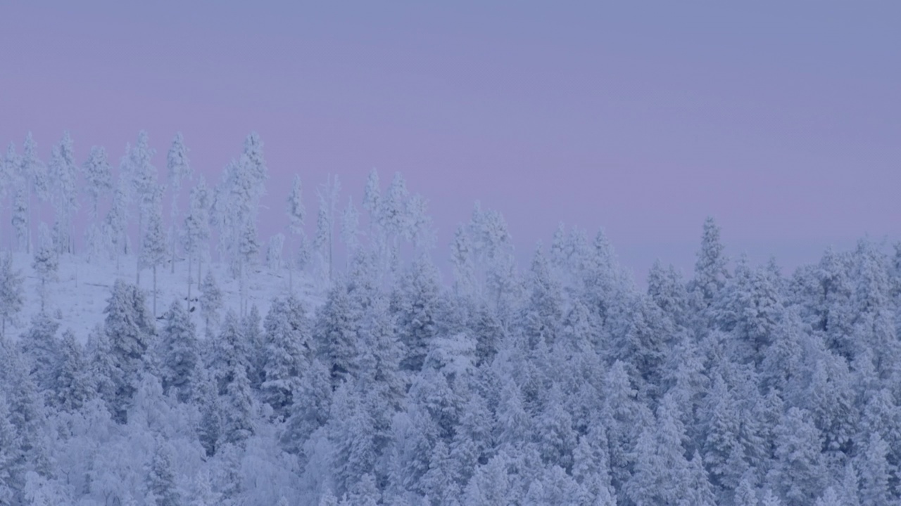 芬兰拉普兰，雪林映衬着柔和的天空视频素材