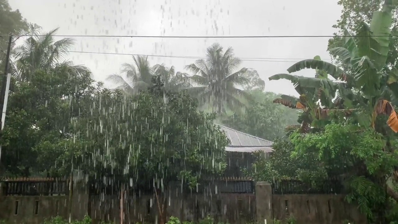 下雨时的椰子树视频素材