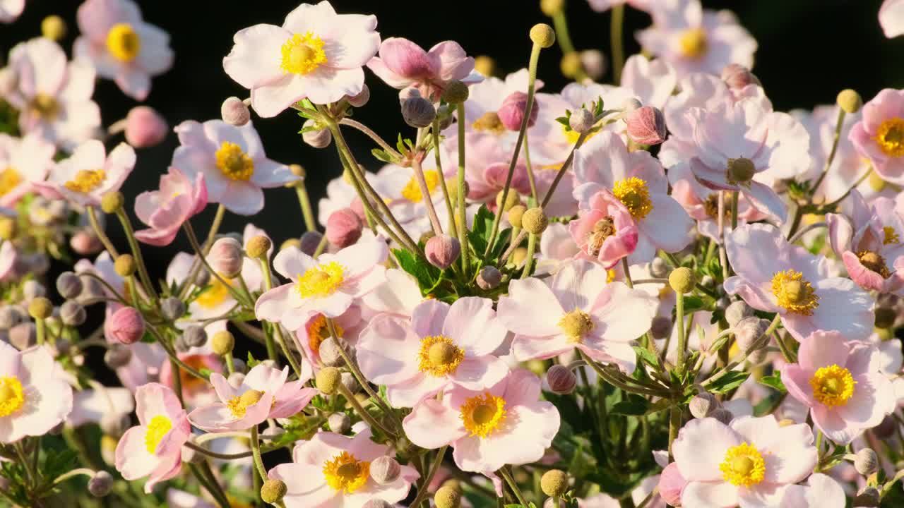 海葵粳稻。自然背景。粉红色的日本银莲花在阳光下盛开的户外视频素材