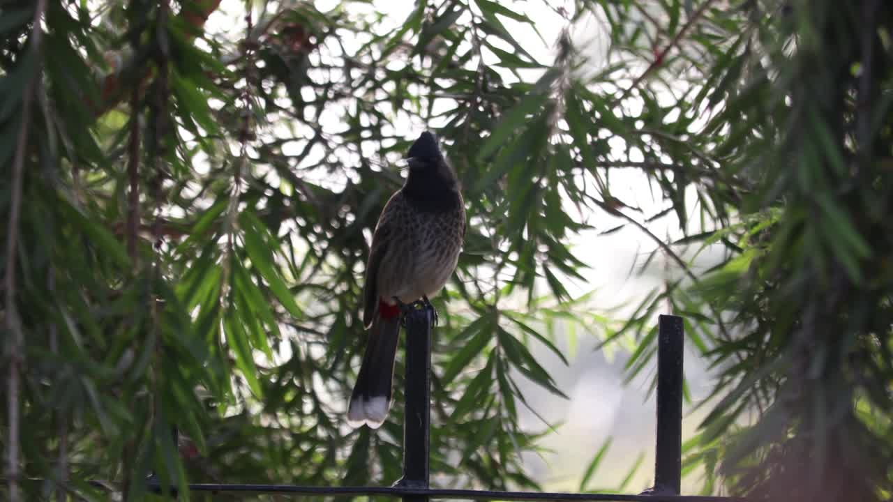 一只亚洲牛头鸟视频素材