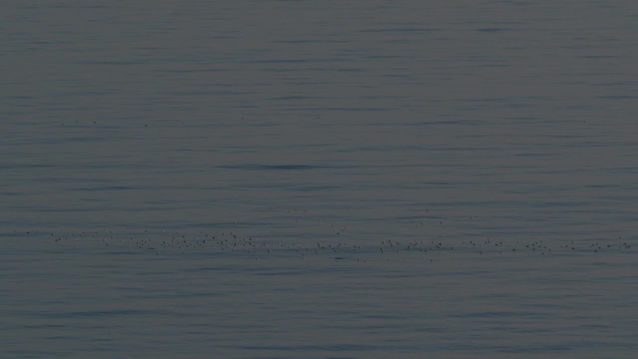 宁静的水面上有一群海鸥的海景视频素材