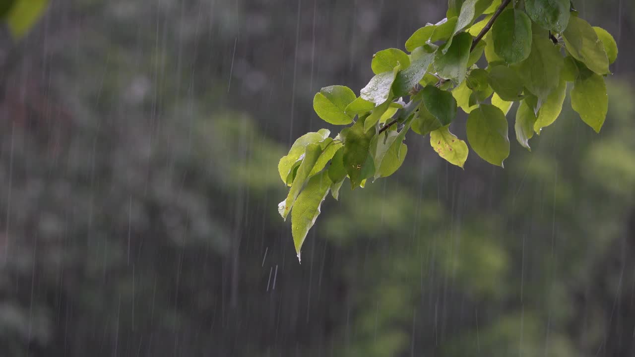 雨滴和枝叶。视频素材