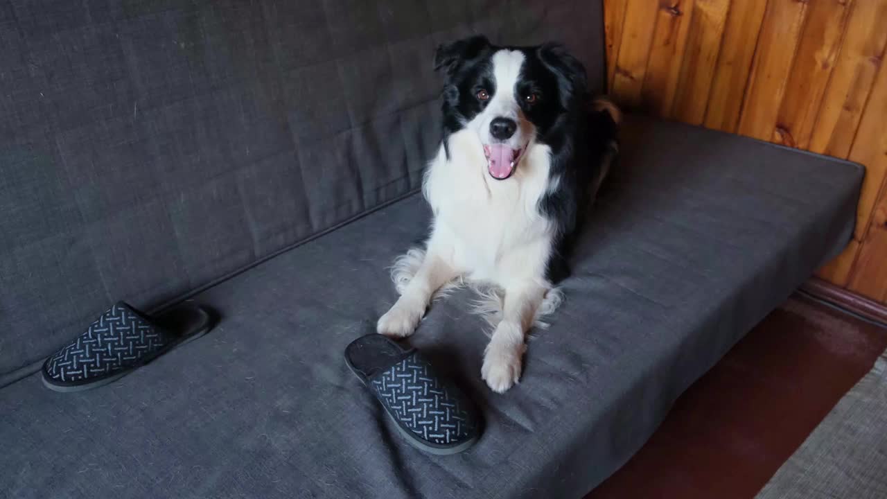 顽皮顽皮的小狗狗边境牧羊犬恶作剧后咬拖鞋躺在家里的沙发上。有罪的狗和被毁的客厅。破坏凌乱的家和小狗滑稽内疚的样子。视频素材