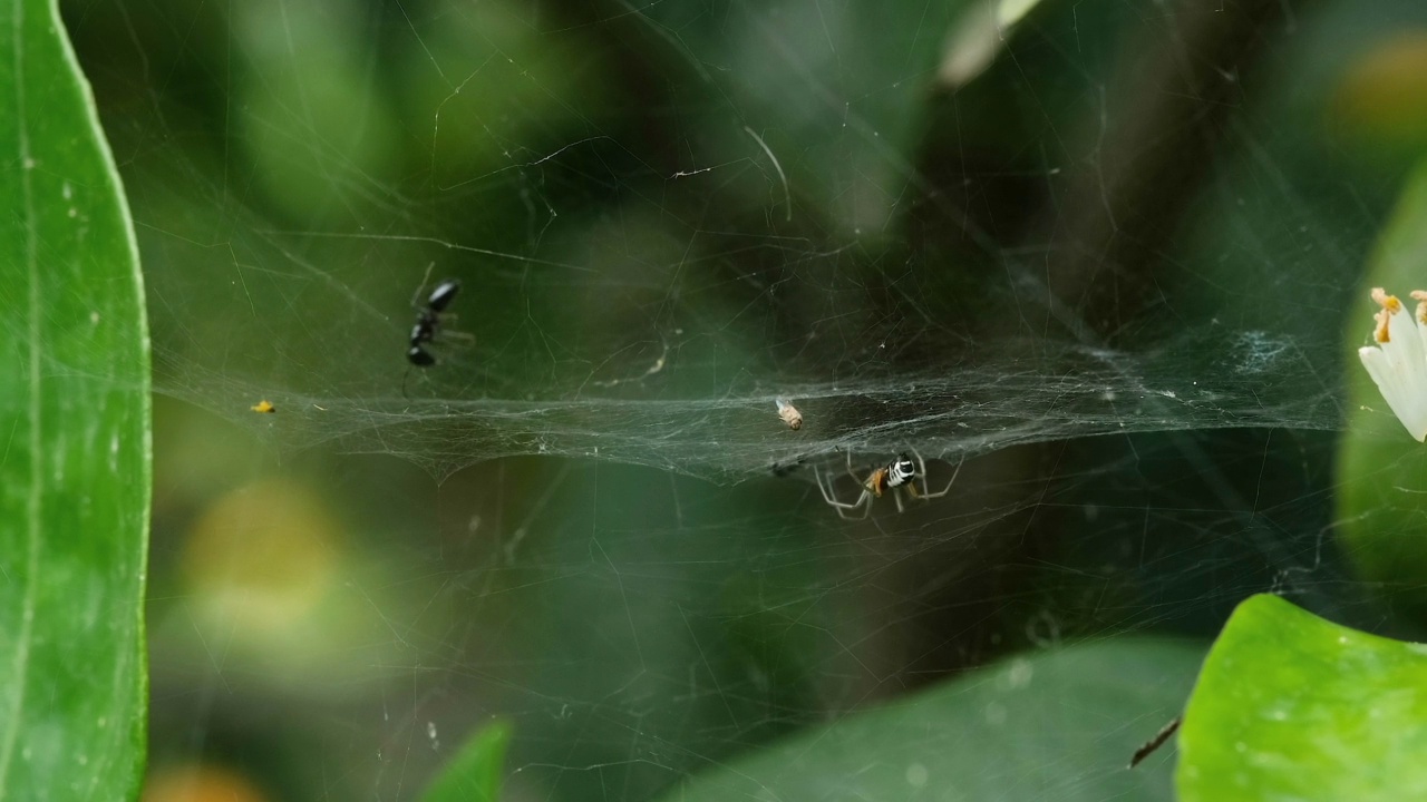 蜘蛛昆虫捕猎时宏观观察野生生态系统，野生动物栖息地视频素材