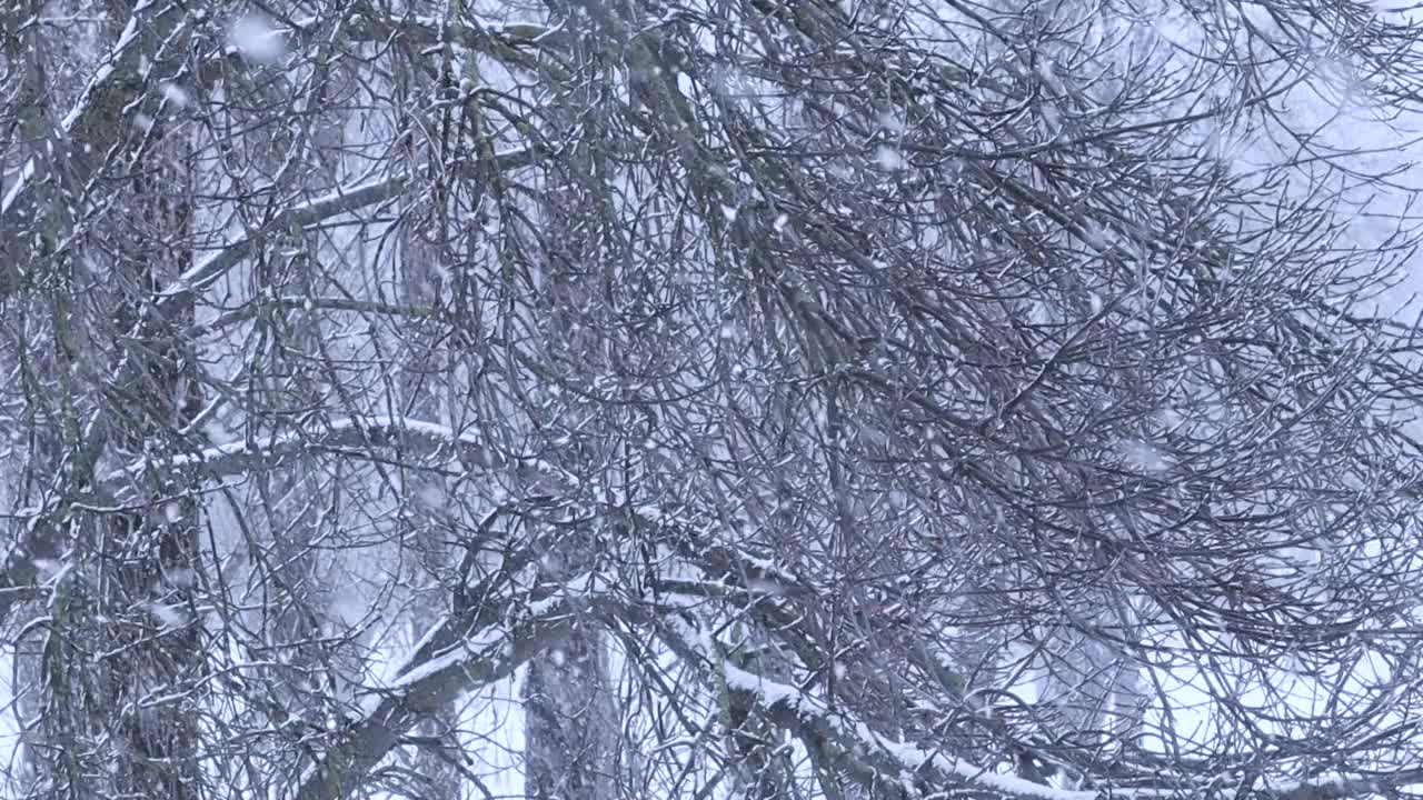 公园里的雪和被雪覆盖的树枝。自然的冬季背景，白雪和寒冷的天气。视频素材