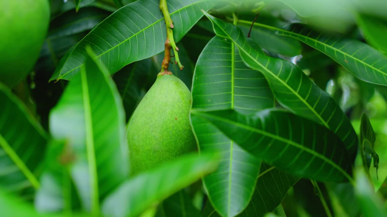 绿色的自然背景，生芒果果实挂在枝头，叶子茂盛。叶子纹理。近距离电影镜头。视频素材