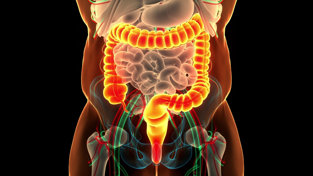 人体消化系统大肠解剖动画概念视频素材