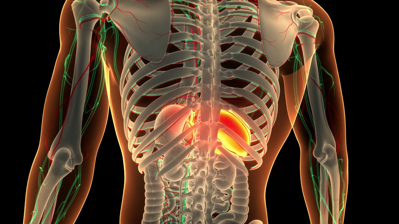 人体内部消化器官肝脏解剖动画概念视频素材