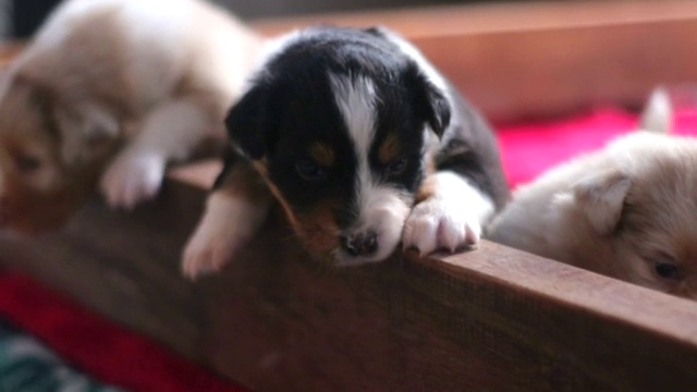 澳大利亚牧羊犬小狗在他们的篮子里玩耍，试图出来视频素材