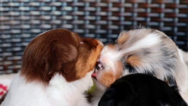 新生的澳大利亚牧羊犬幼犬在篮子里互相玩耍和舔舔视频素材