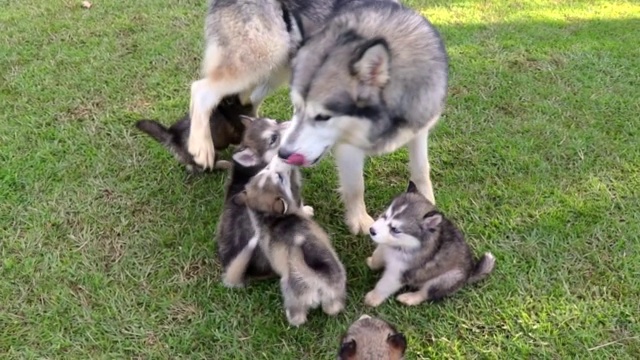 一只灰色阿拉斯加雪橇犬和它的幼犬在公园里玩耍准备喂食的慢镜头视频素材