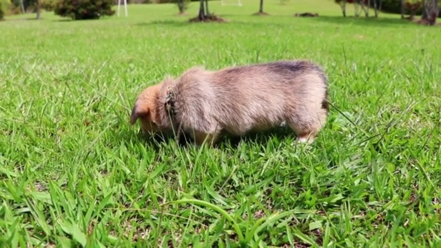 一只彭布罗克威尔士柯基犬的特写镜头，它一边走路一边闻着绿色的草视频素材