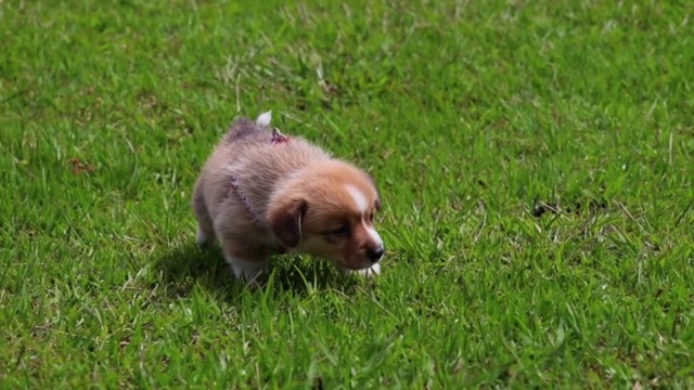 一只彭布罗克威尔士柯基犬在绿色的草地上行走的特写镜头视频素材