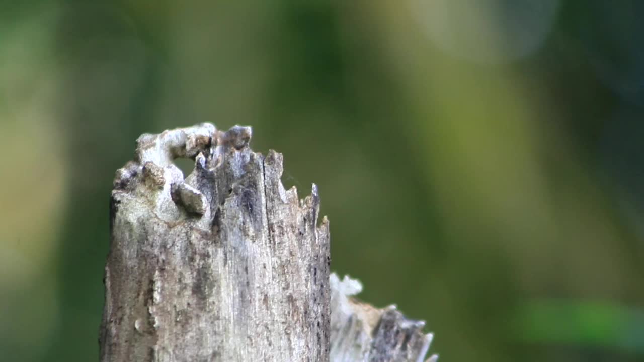 模糊的背景上有一棵枯死的树视频素材