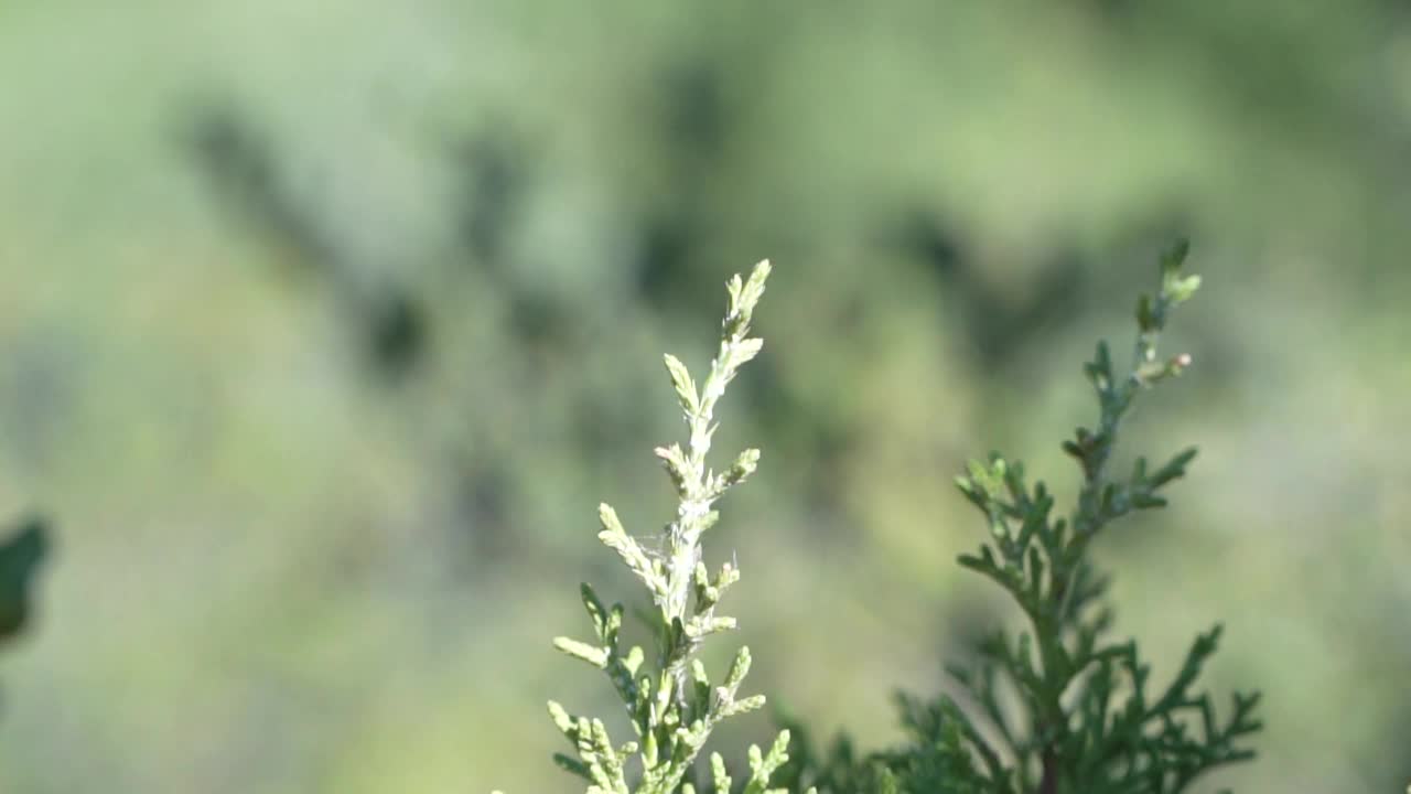 在阳光明媚的天气里，森林里有一个湖泊和郁郁葱葱的绿色自然视频素材