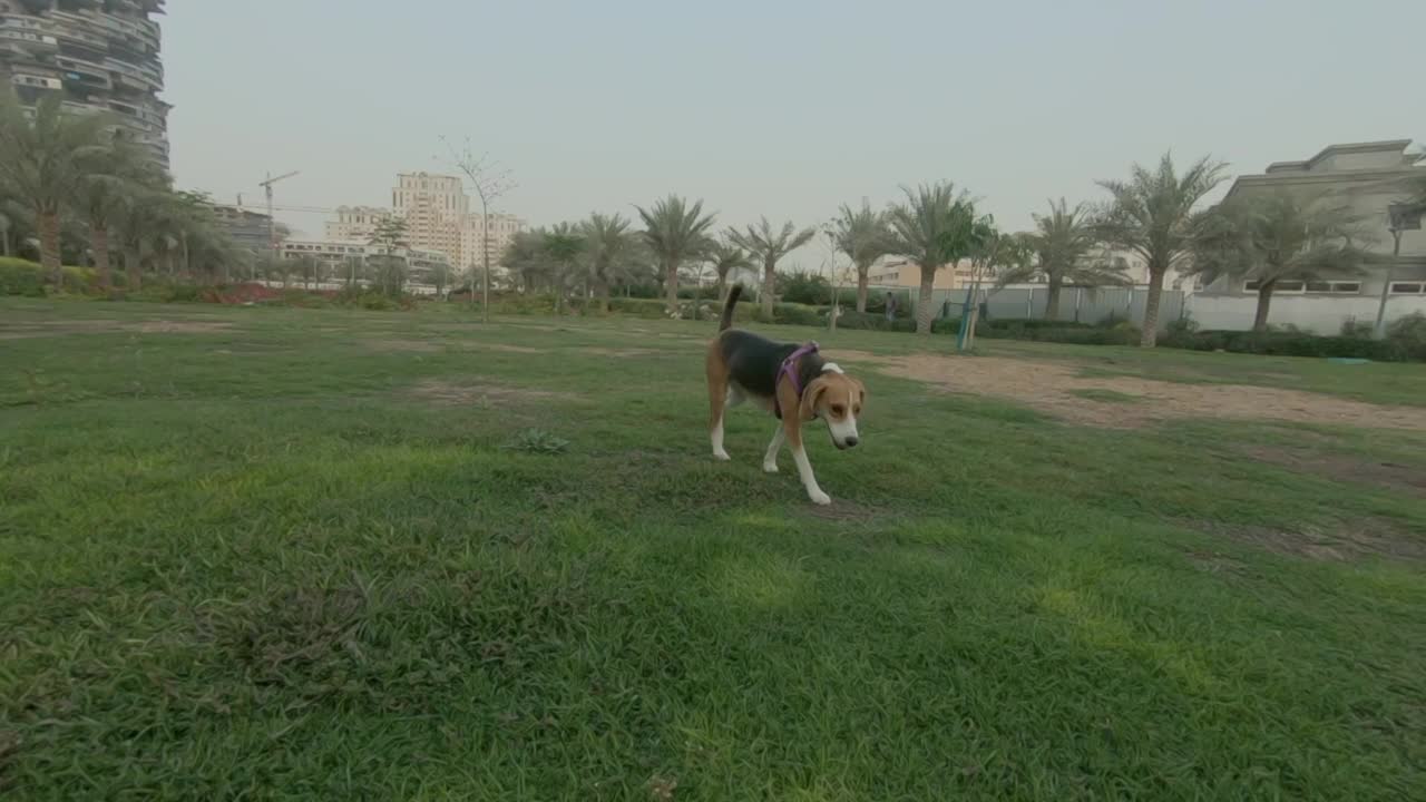 一只小猎犬在公园的草地上散步的镜头视频素材