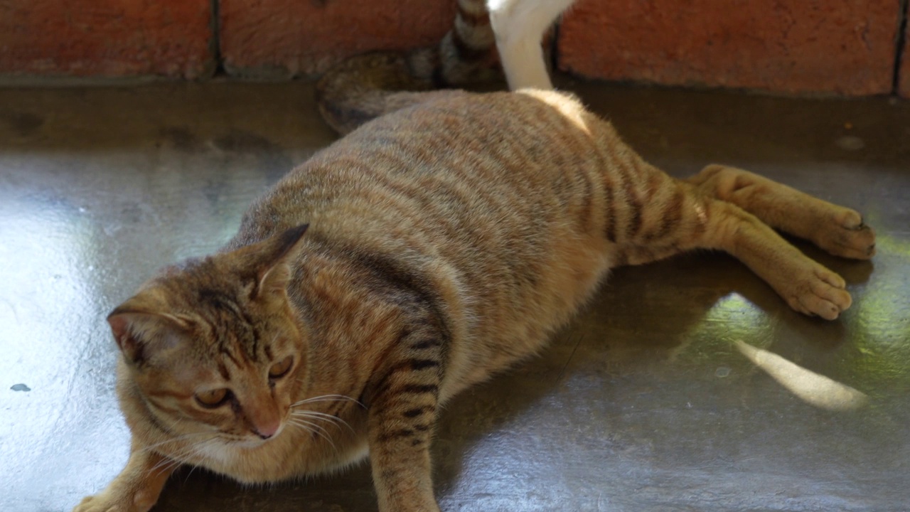 白猫和黑橙猫玩，但它不和白猫玩，所以它离开了橙猫。视频素材