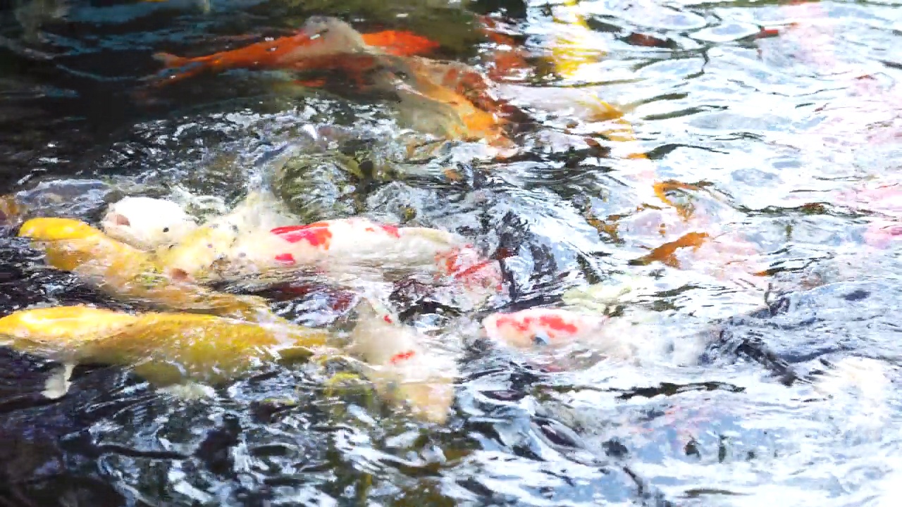 在户外场地的大水池中，有红、黄、橙、黑、金、银等多种花色的鲤鱼游动。视频素材