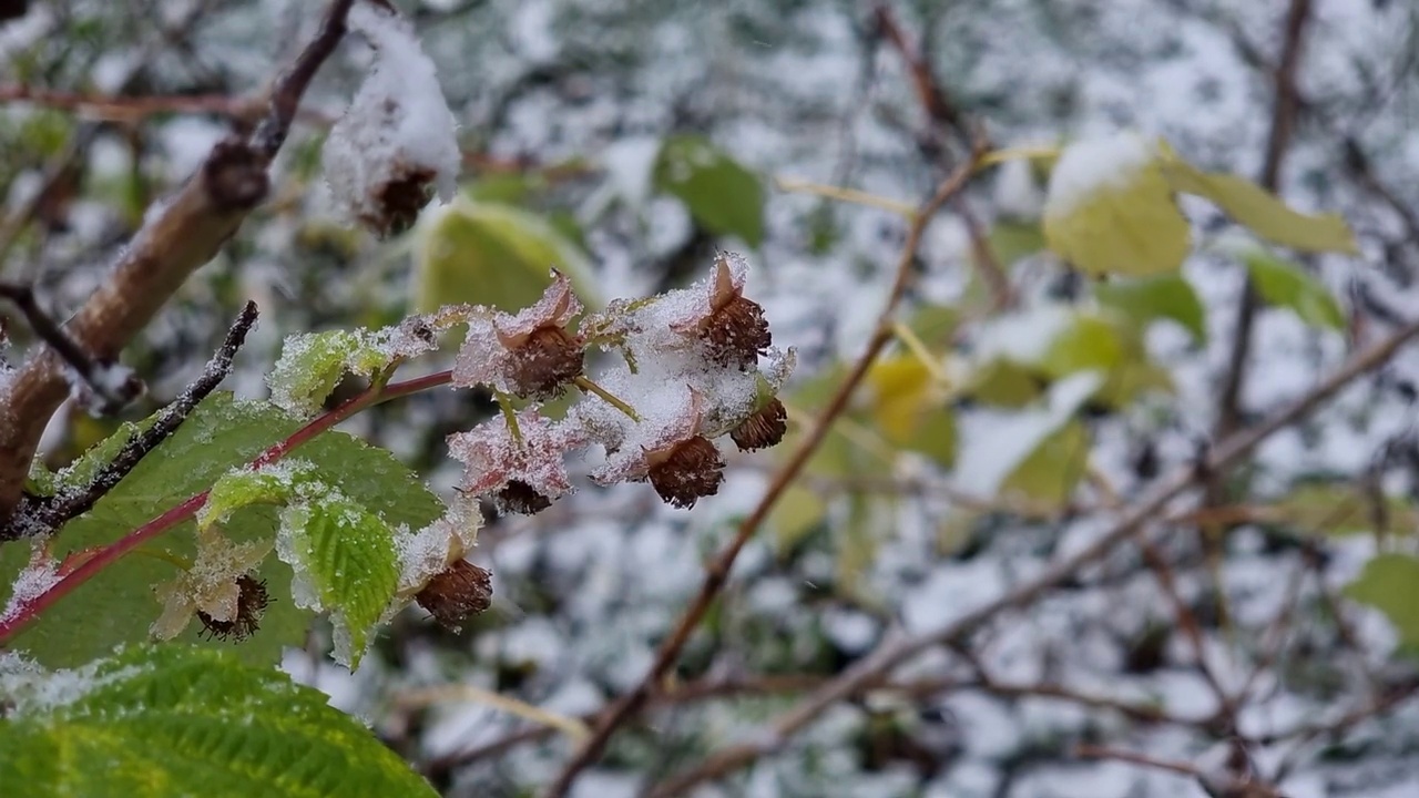 灌木丛中被雪覆盖的覆盆子花视频素材