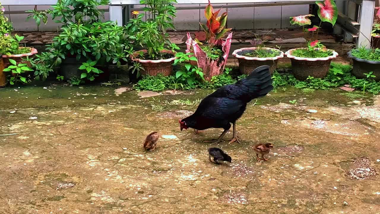 一群小鸡和它们的父母一起吃饭视频素材