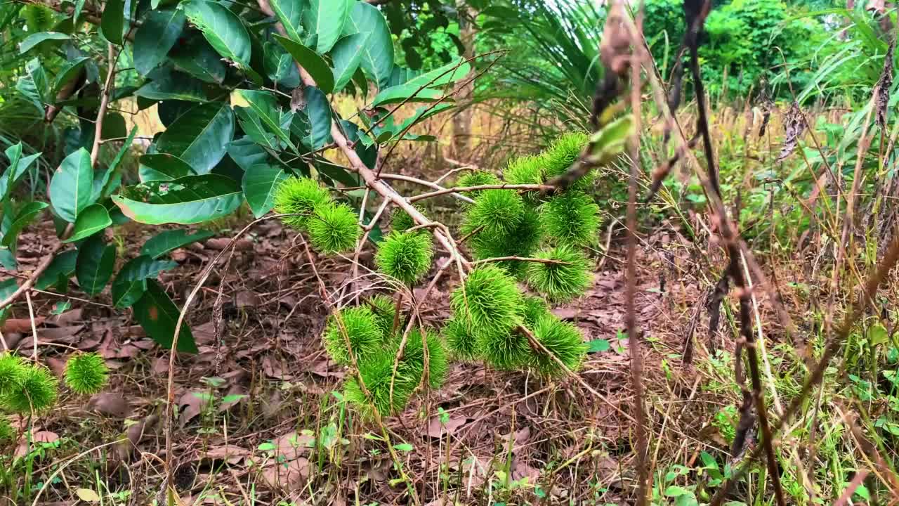 小红毛丹果在风中飘动视频素材