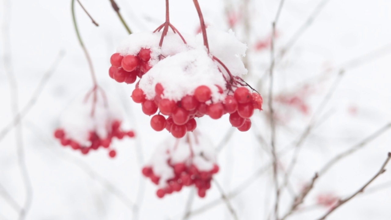 冬季森林冰雪下的山灰视频素材