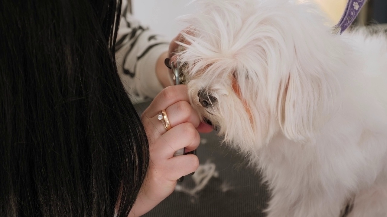 在兽医诊所里，女兽医正在为一只比雄犬修剪爪子。视频素材