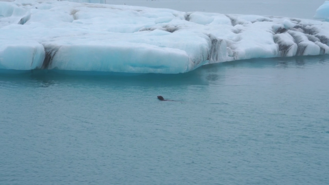 Jokulsarlon泻湖里的小海狮视频素材