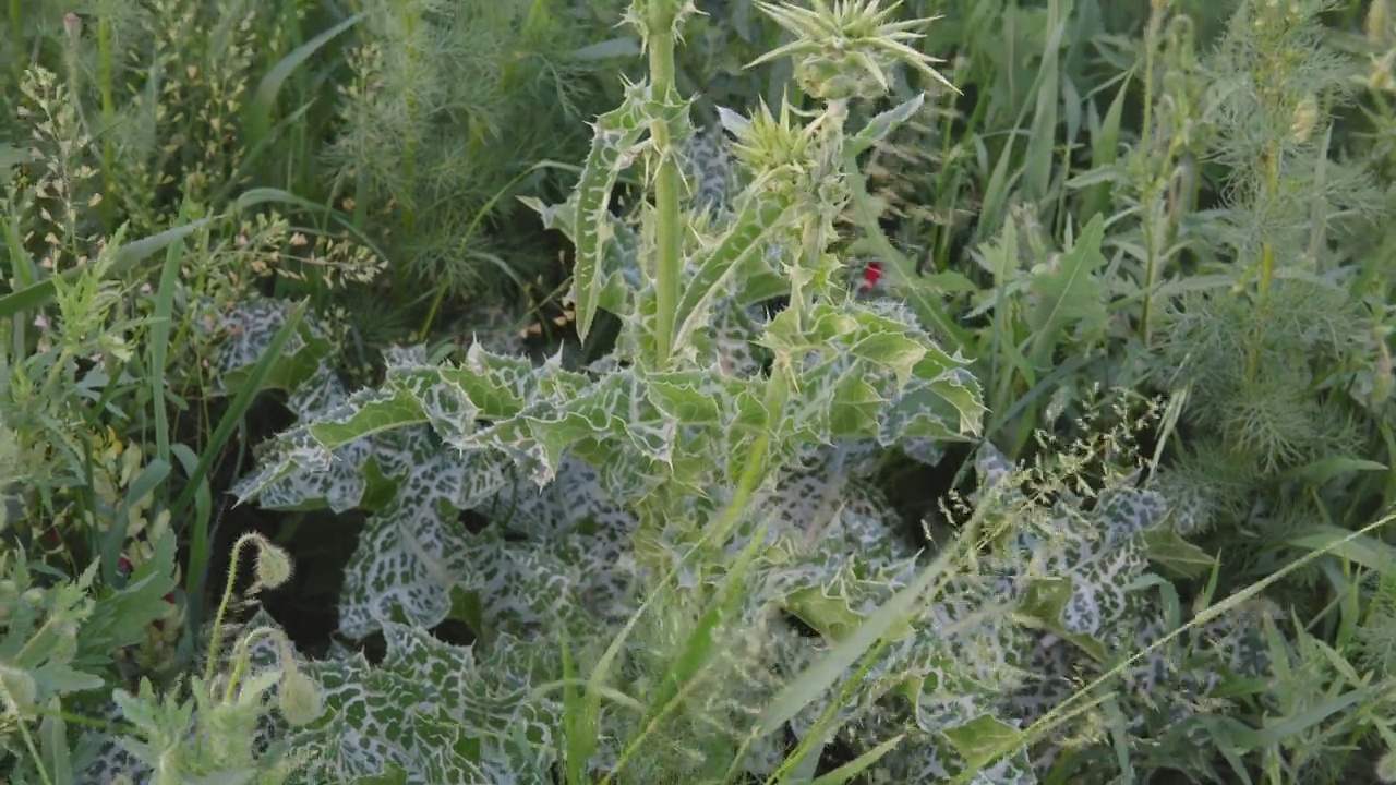 水飞蓟，水飞蓟，菊科。夏天种植的野生植物。视频素材