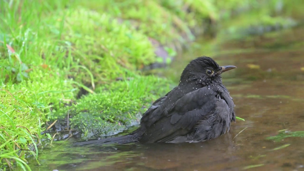 浴中的黑鸟(Turdus merula)视频素材