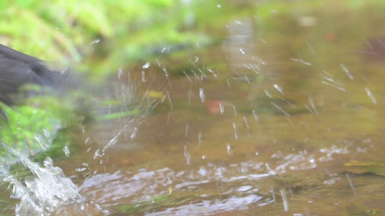 浴中的黑鸟(Turdus merula)视频素材