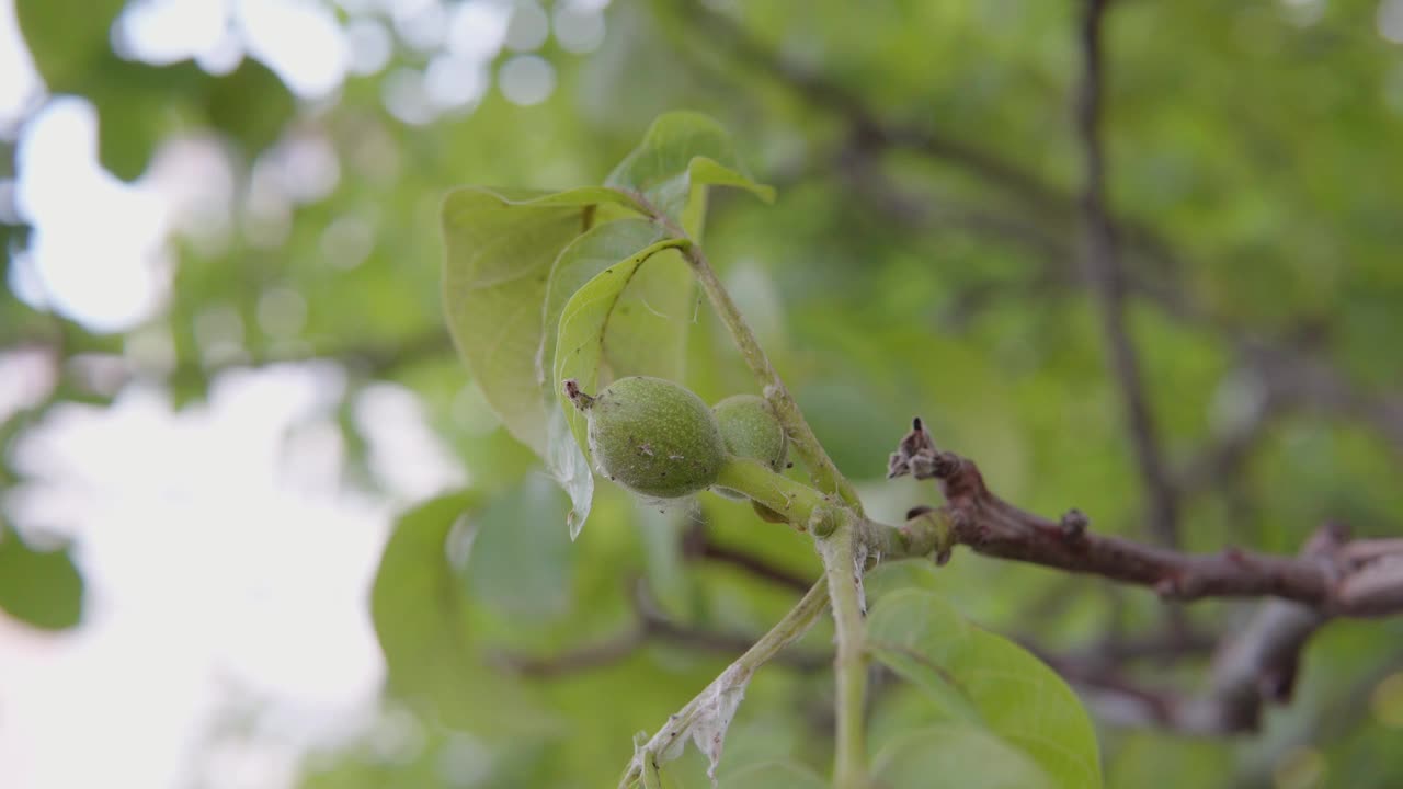 核桃树上未成熟的绿色核桃仁挂在树枝上。手持拍摄。视频素材