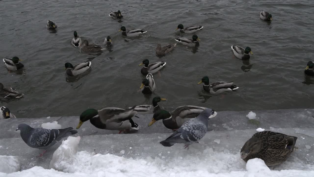 河边雪地里的鸭子和鸽子视频素材