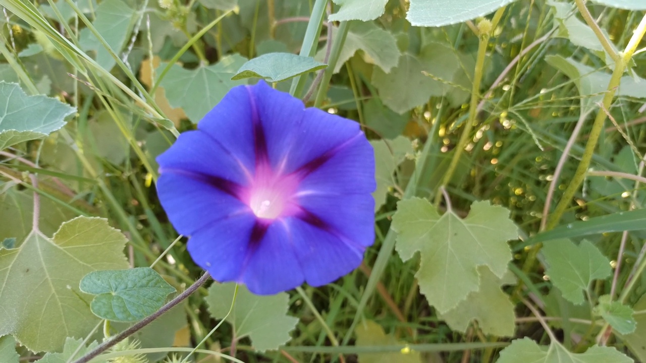 牵牛花(iomoea purpurea)视频下载