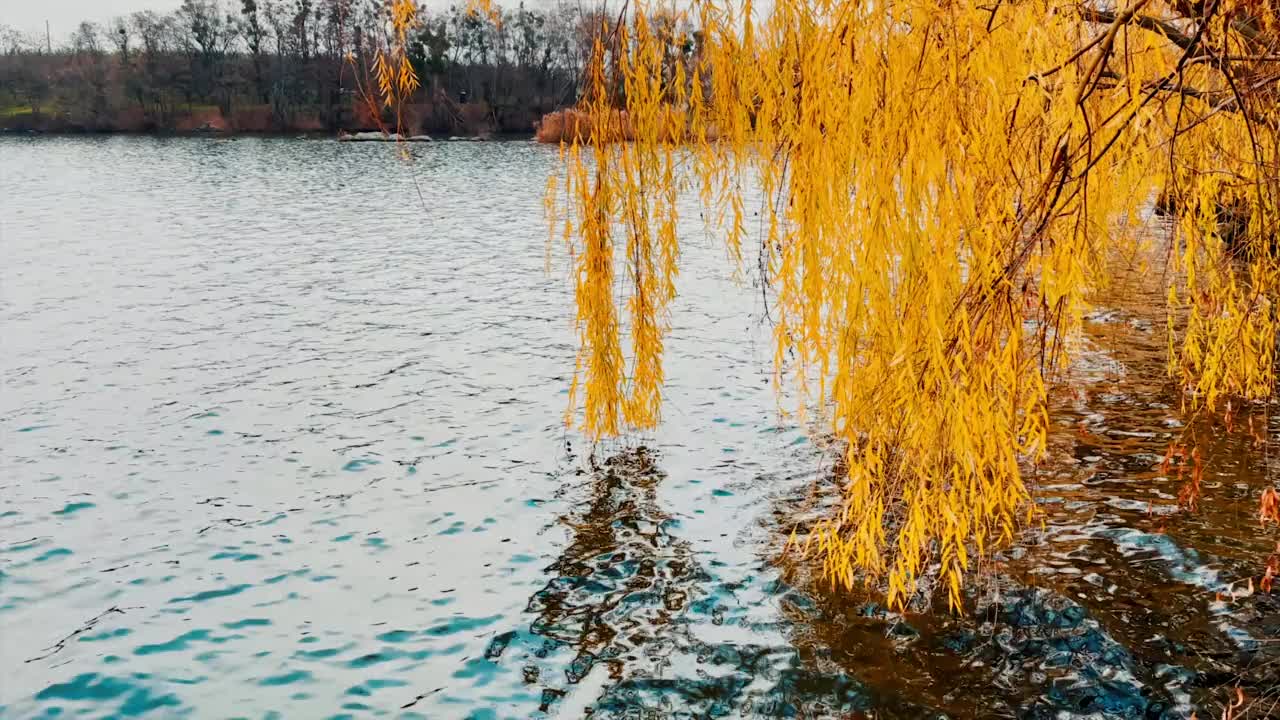 垂柳的黄色枝条垂在河边。崎岖的水面反射出灰色的天空。背景是对岸光秃秃的树木。视频素材