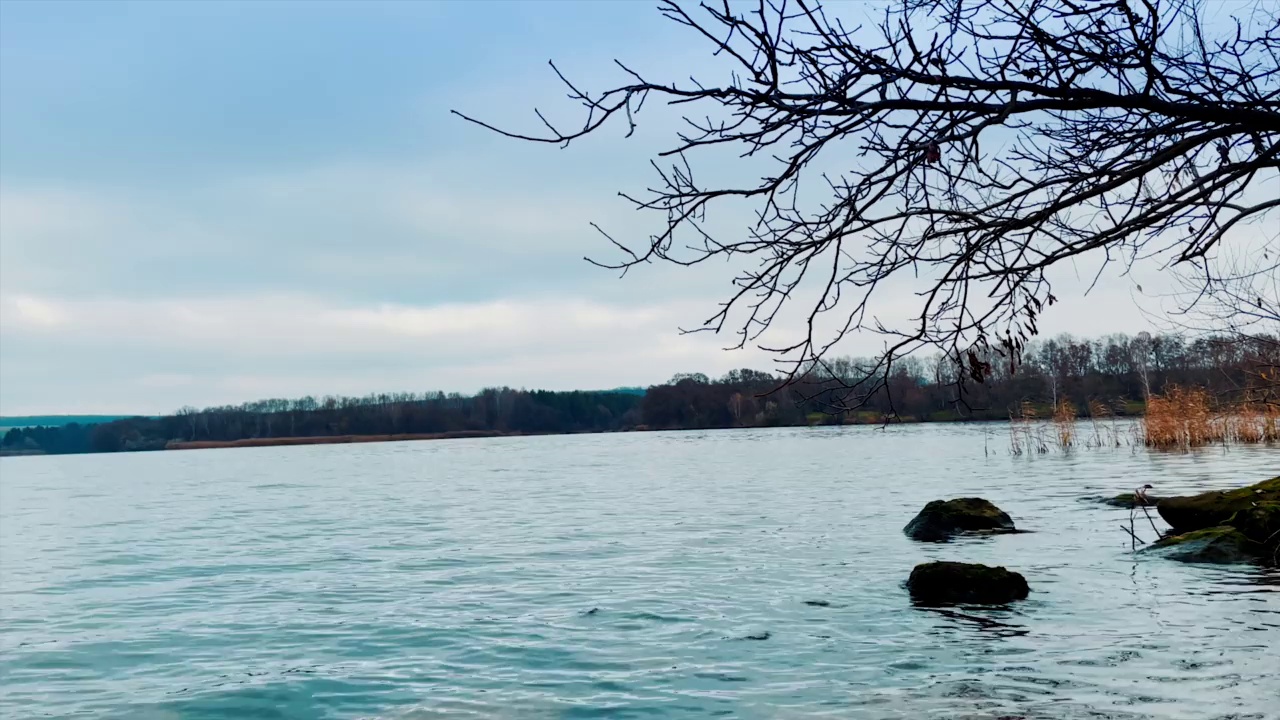 秋日阴天的江景。光秃秃的树枝挂在水面上。背景是海滨的黑暗无叶森林。视频素材